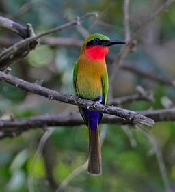 bird in ghana Red throated bee eater portriait